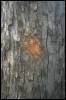 bark slash